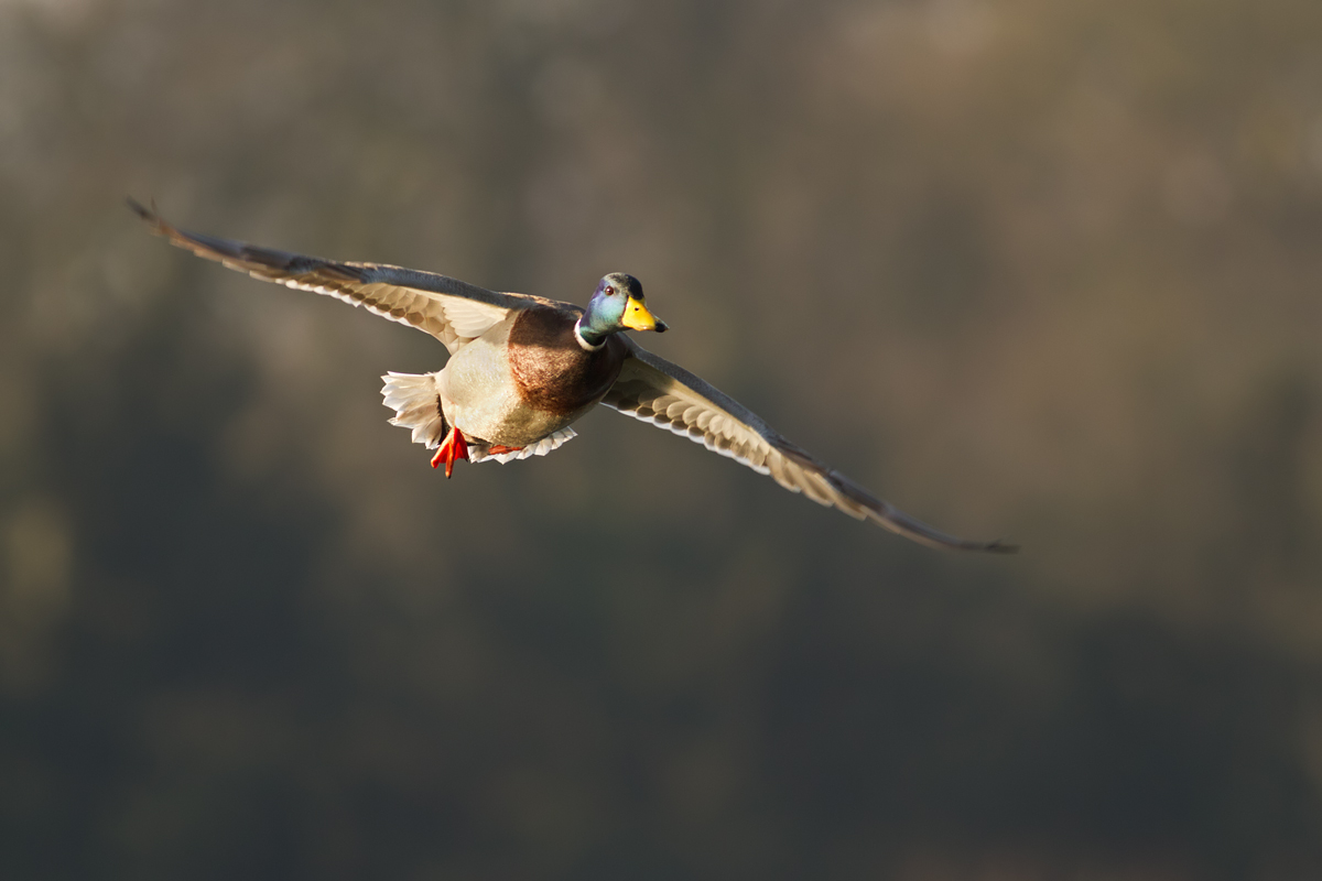 Mallard in flight 2